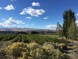 Washington State wineries