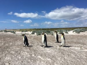 Falkland Islands Penguin excursion