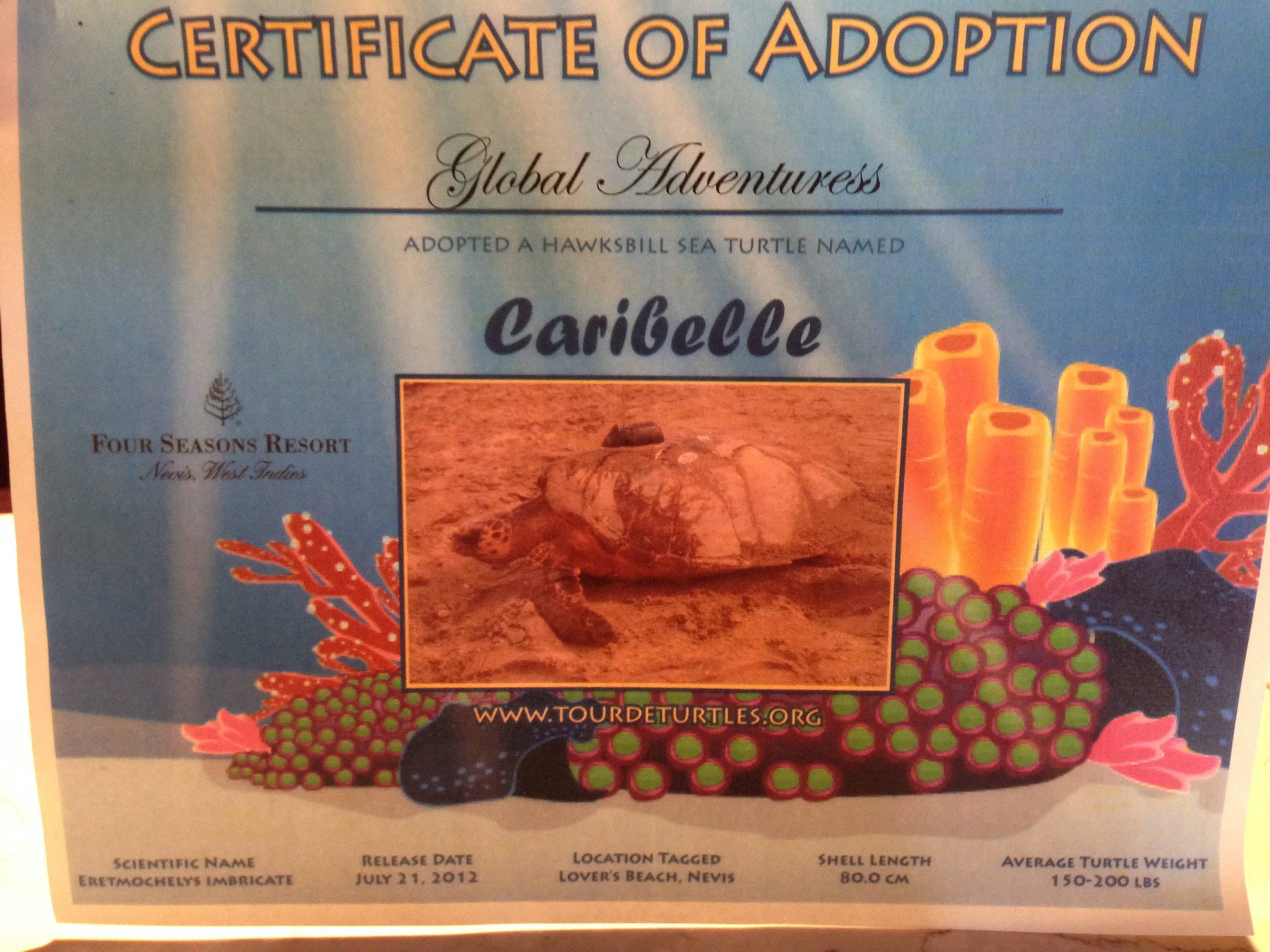 We Adopted a Turtle!  Her Name is Caribelle…