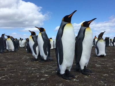 The King Penguins at Volunteer Point, Falkland Islands